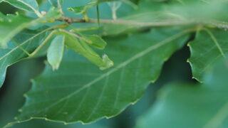 ハラビロカマキリ
