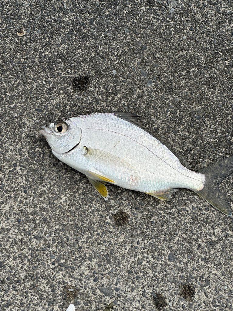 クロサギ